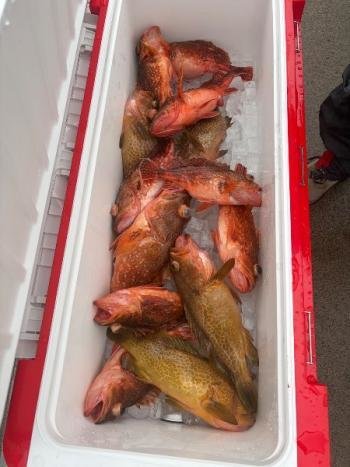 アオハタ・アコウ(キジハタ)・ガシラ(カサゴ)