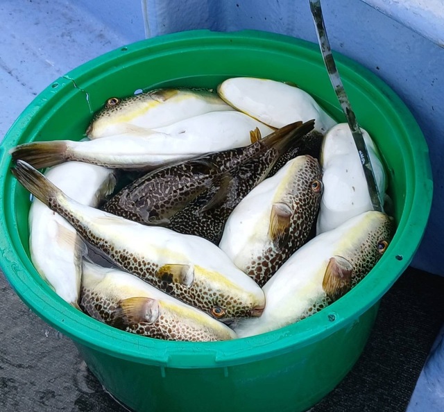 ショウサイフグ