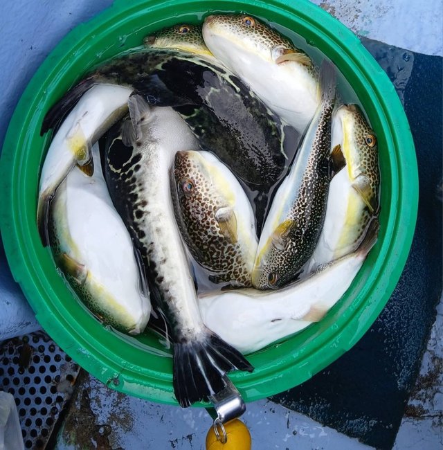 ショウサイフグ