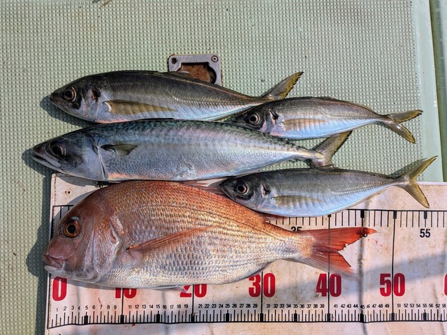 タイ(マダイ)・アジ(マアジ)・マサバ