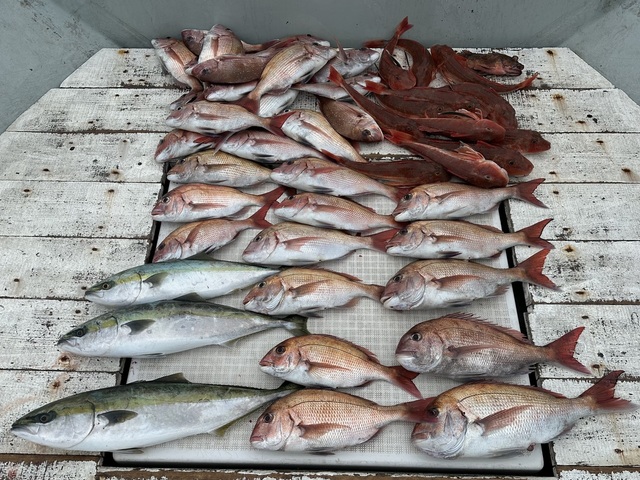 マダイ・イナダ(ブリ)・カサゴ・ホウボウ・カナガシラ