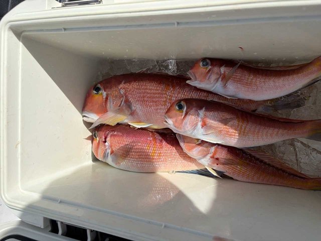 アマダイ(アカアマダイ)