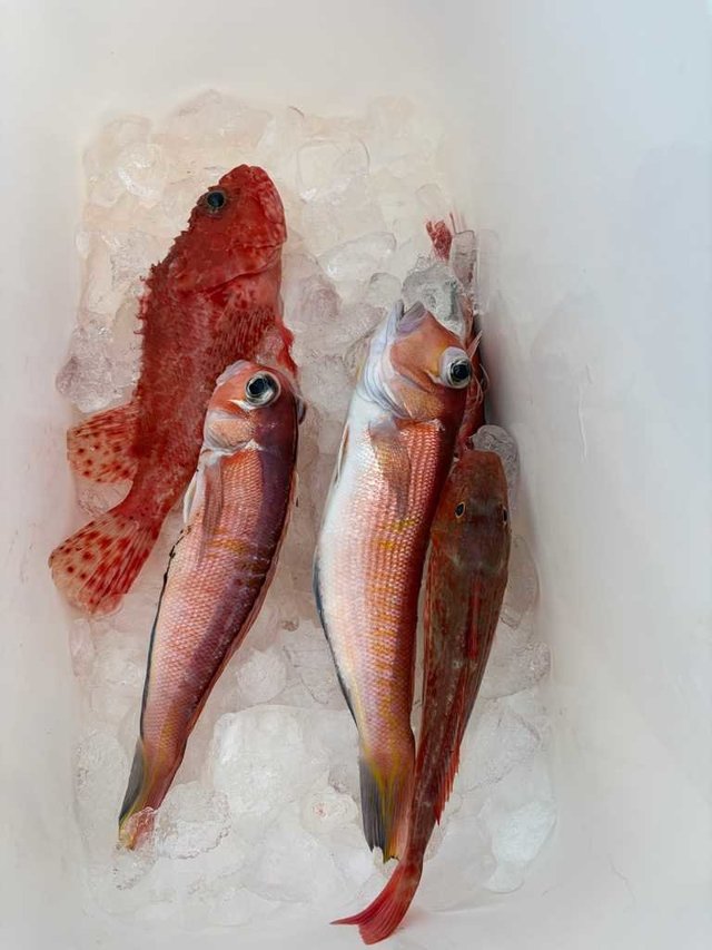 アマダイ(アカアマダイ)・オニカサゴ・カナガシラ