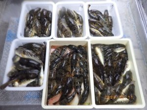 ヒガンフク(ヒガンフグ)・コモンフク(コモンフグ)