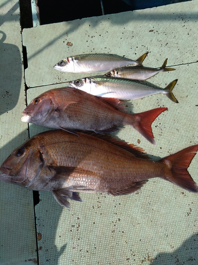 タイ(マダイ)・アジ(マアジ)・サバ(マサバ)