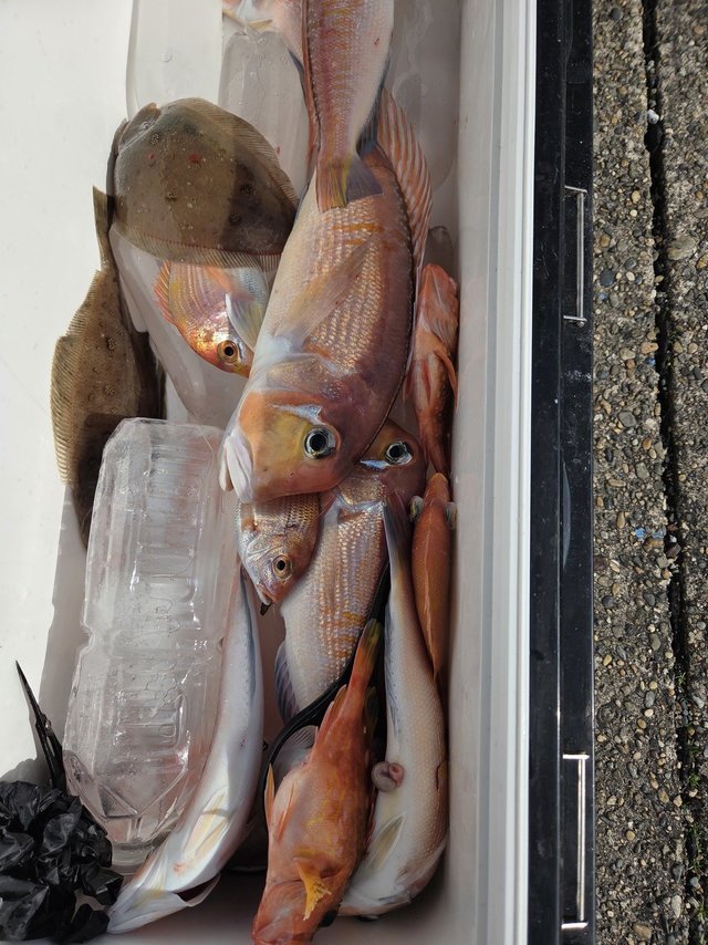 アマダイ(アカアマダイ)