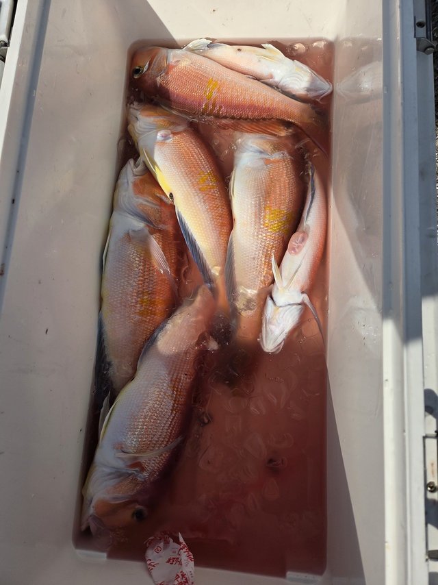 アマダイ(アカアマダイ)