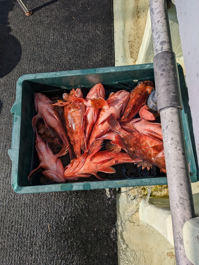 ガシラ(カサゴ)