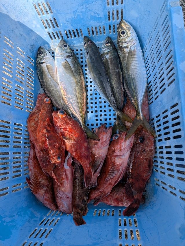 アジ(マアジ)・ガシラ(カサゴ)