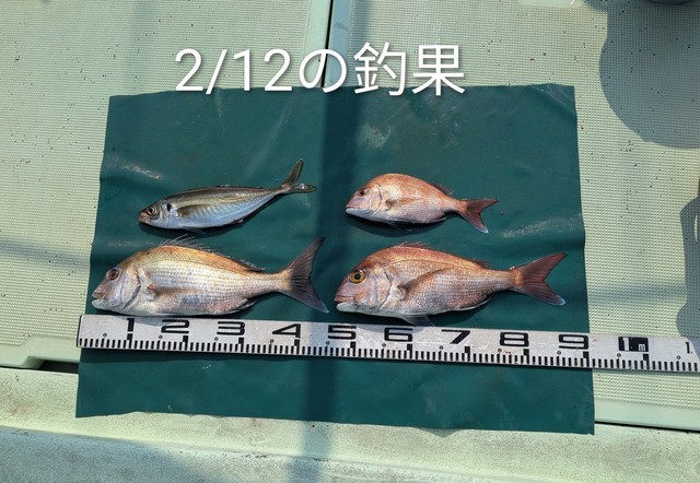 マダイ・マアジ