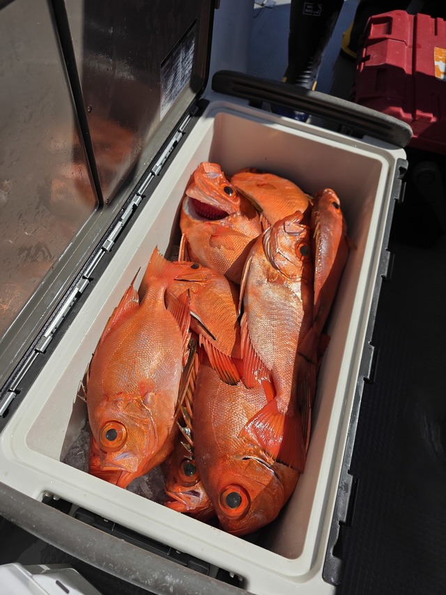 チカメキントキ