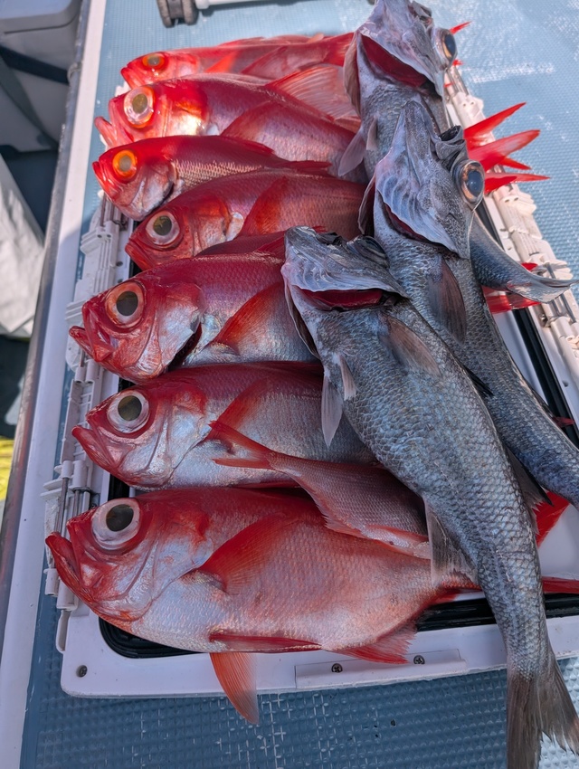 クロムツ・キンメダイ