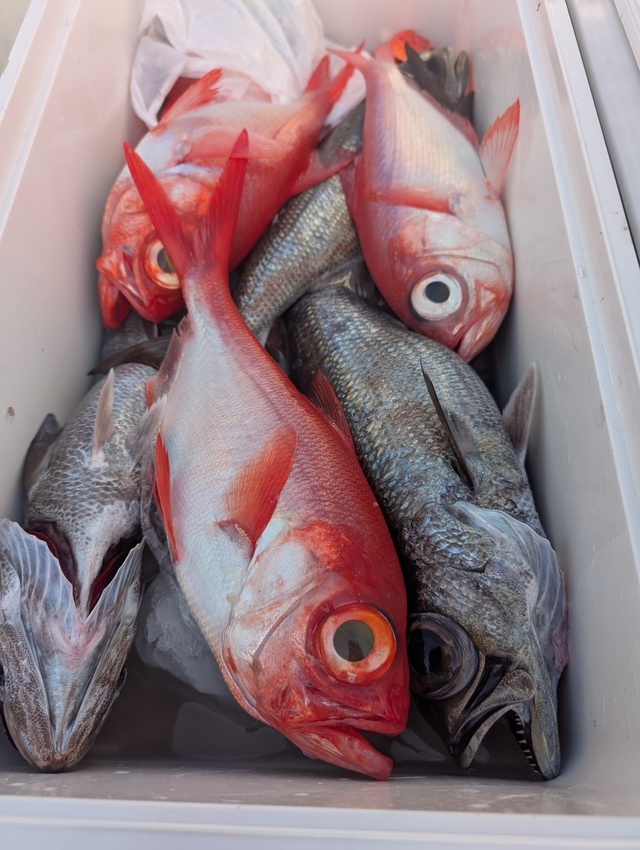 クロムツ・キンメダイ