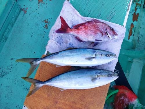 マダイ・イナダ(ブリ)