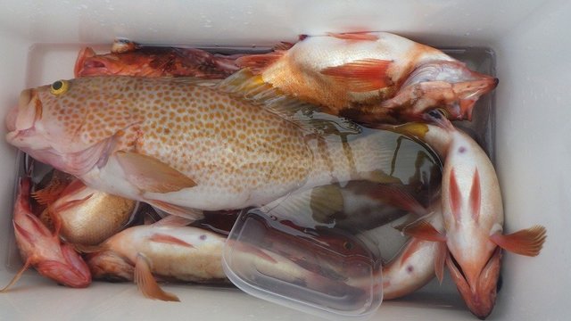 オオモンハタ・オキメバル(ウスメバル)