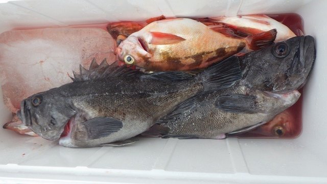 クロソイ・オキメバル(ウスメバル)