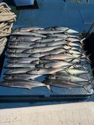 サゴシ(サワラ)・ヤナギ(サワラ)