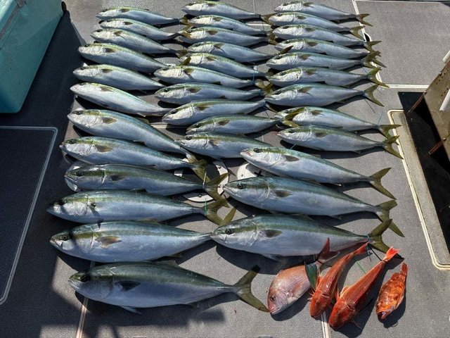 マダイ・ハマチ(ブリ)・カサゴ・ホウボウ