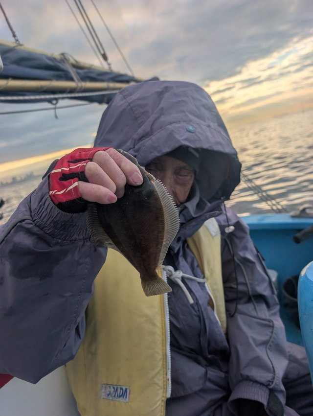 カレイ(マコガレイ)