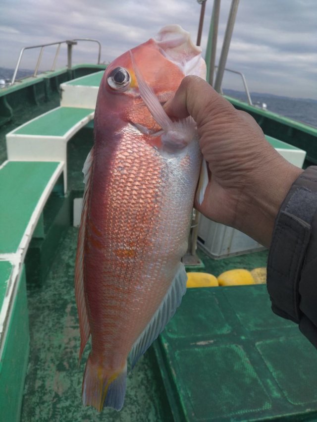 アマダイ(アカアマダイ)