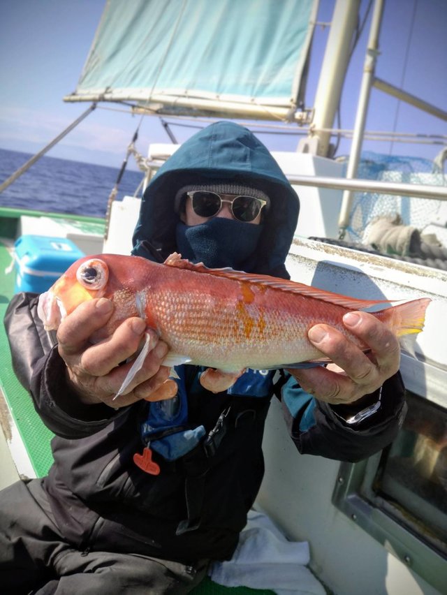 アマダイ(アカアマダイ)