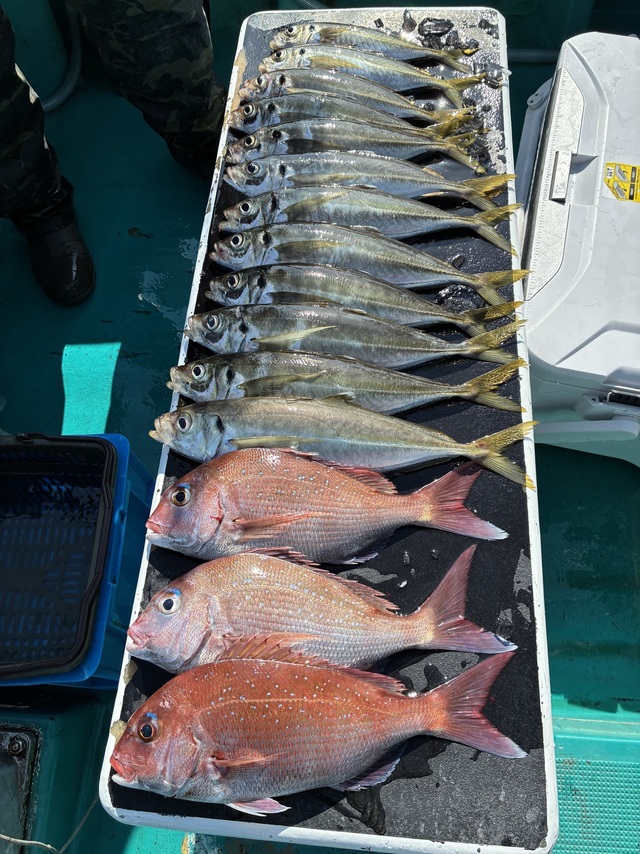 マダイ・マアジ