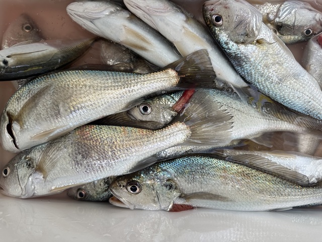 イシモチ(シログチ)