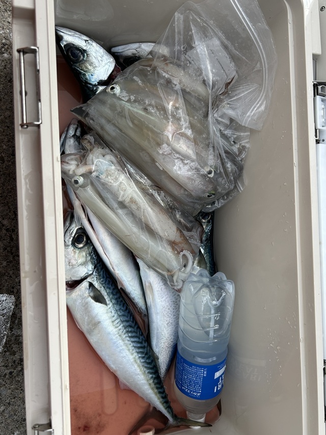 サバ(マサバ)・ヤリイカ