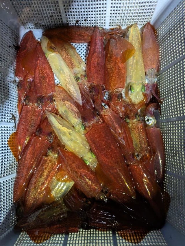 マルイカ(ケンサキイカ)