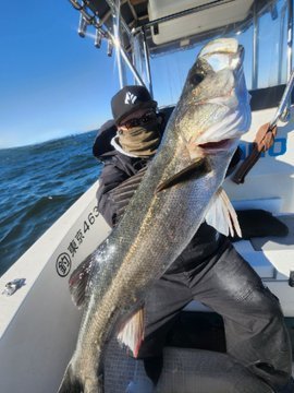 シーバス(スズキ)