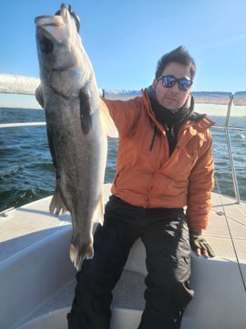 シーバス(スズキ)