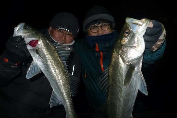 シーバス(スズキ)