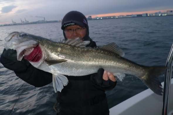 シーバス(スズキ)