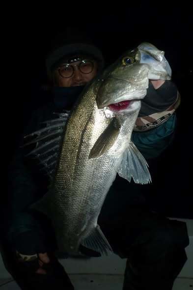 シーバス(スズキ)