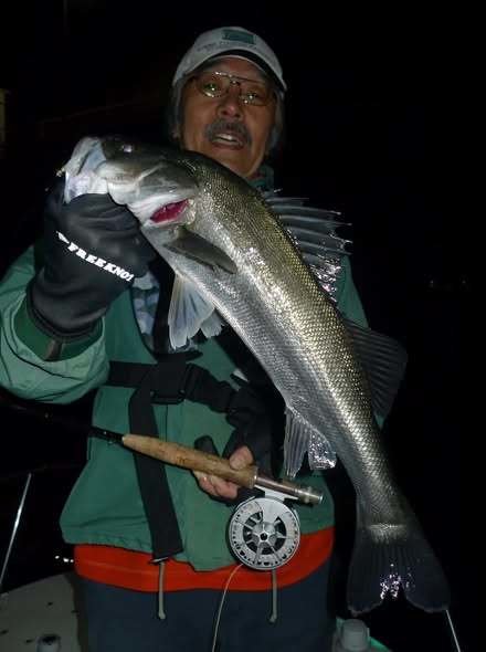 シーバス(スズキ)