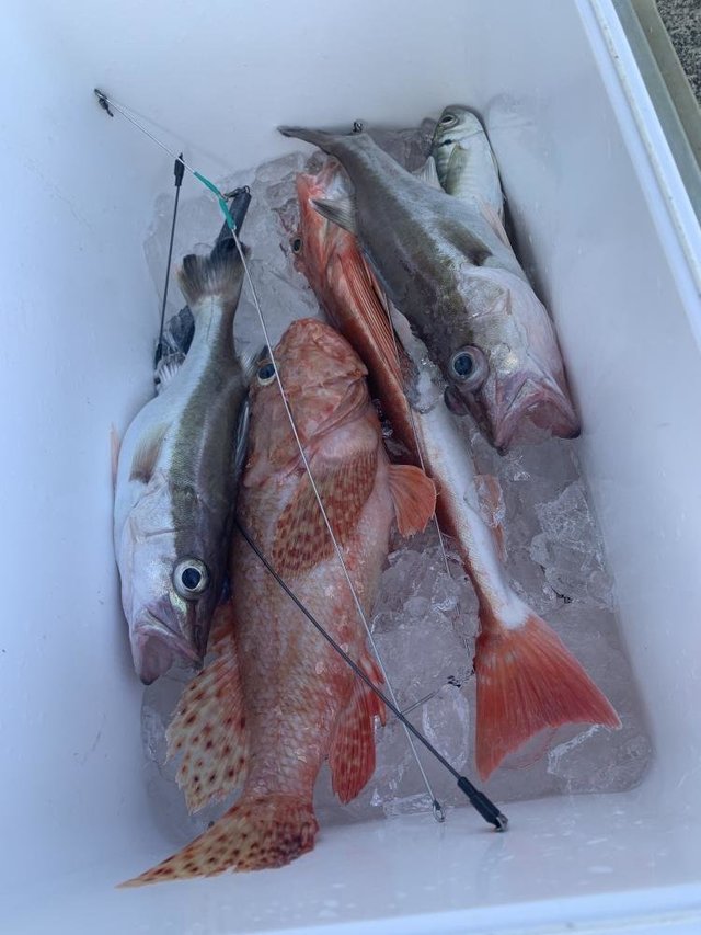 アラ・オニカサゴ・ホウボウ