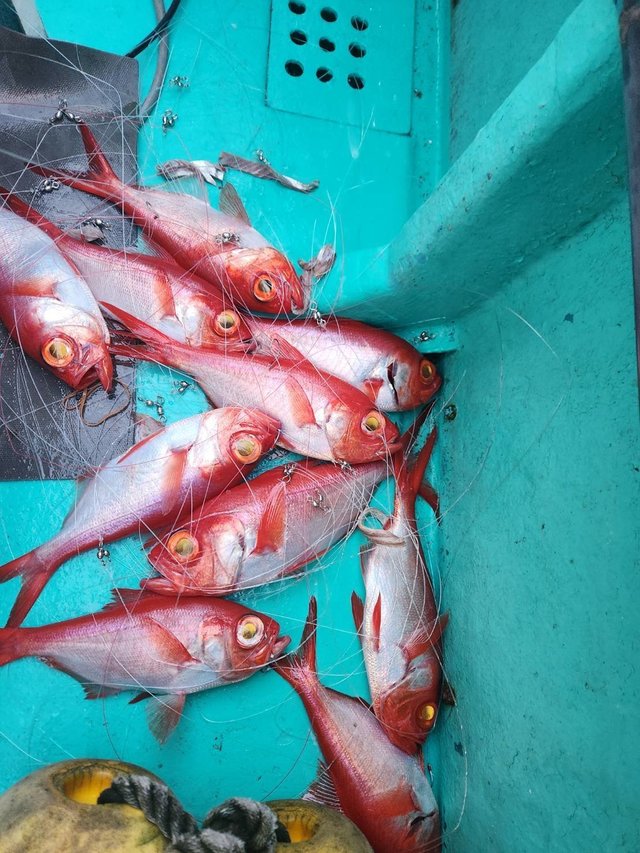 キンメ(キンメダイ)