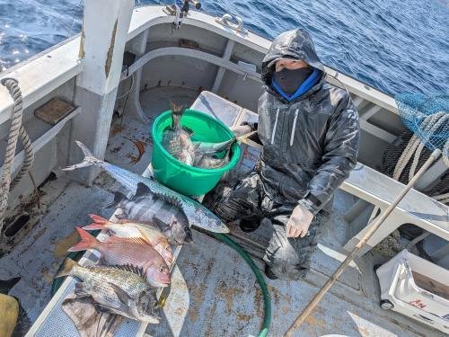 マダイ・クロダイ・イシダイ・サワラ