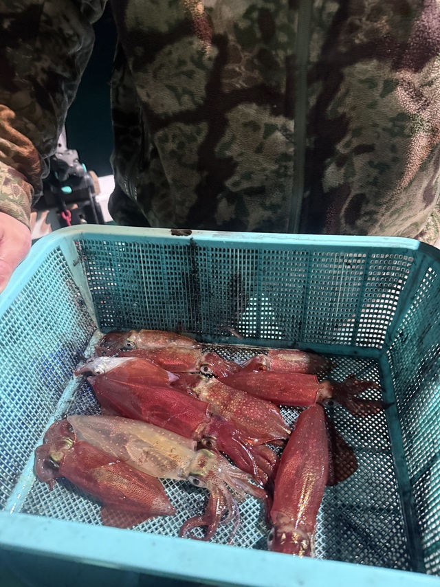 マルイカ(ケンサキイカ)・ヤリイカ