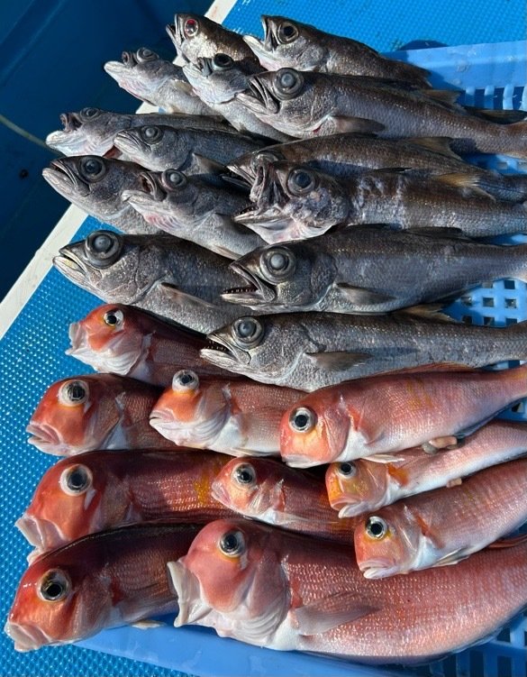 アマダイ(アカアマダイ)・クロムツ