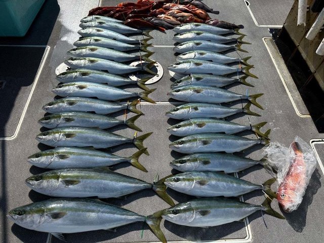 ハマチ(ブリ)・アマダイ(アカアマダイ)・カサゴ・ホウボウ