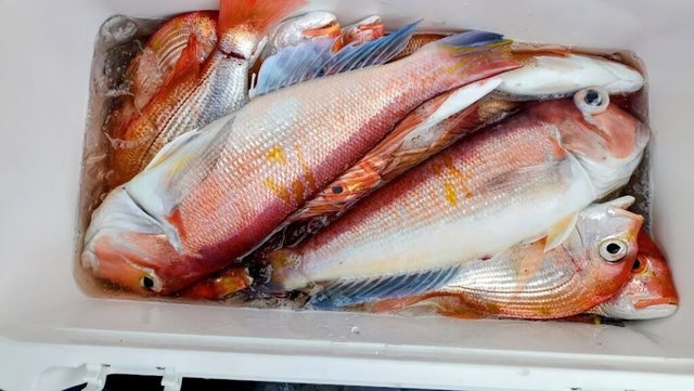 アマダイ(アカアマダイ)