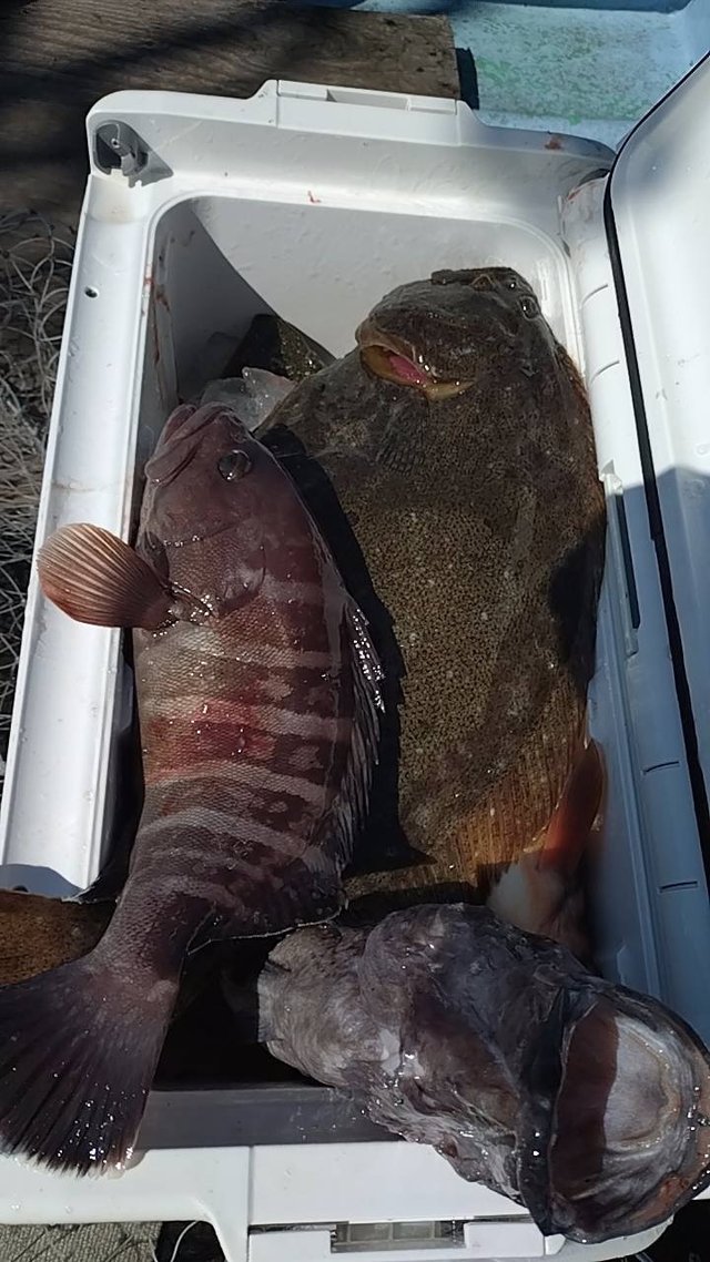 マハタ・ヒラメ