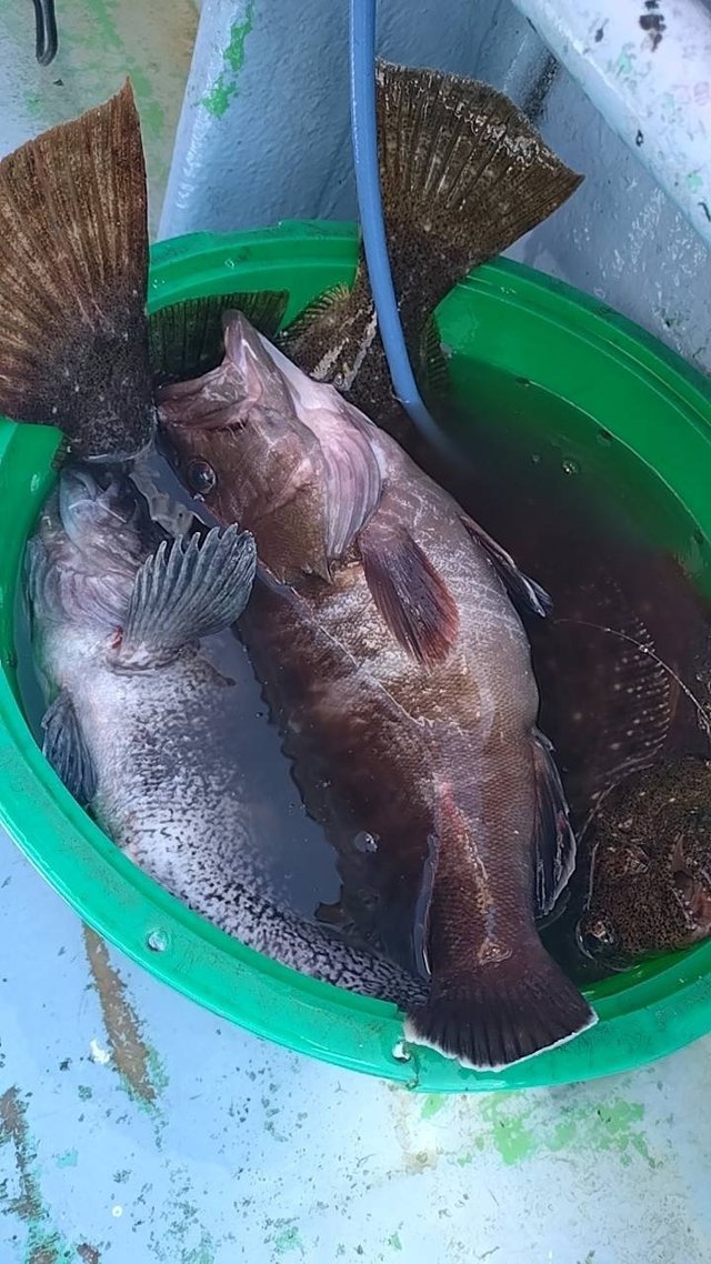 マハタ・ヒラメ