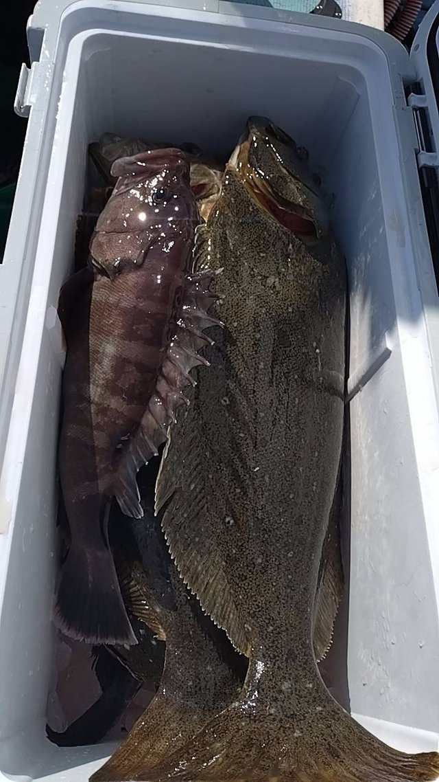 マハタ・ヒラメ