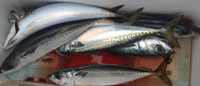 サバ(ゴマサバ)