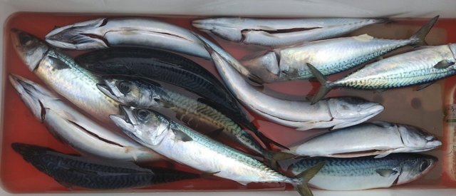 サバ(ゴマサバ)