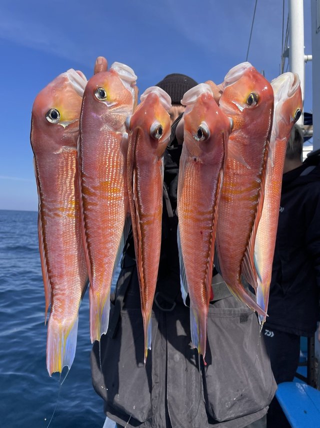 アマダイ(アカアマダイ)