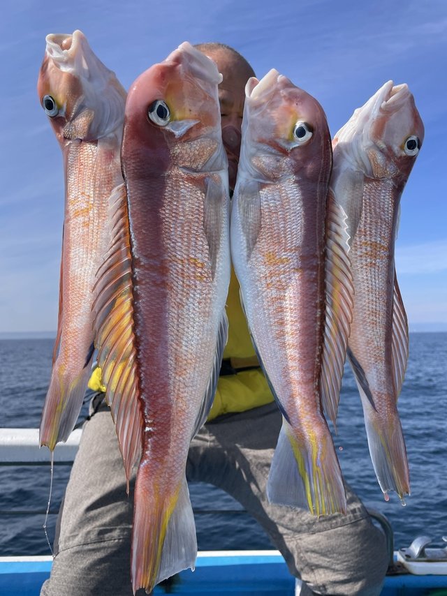 アマダイ(アカアマダイ)