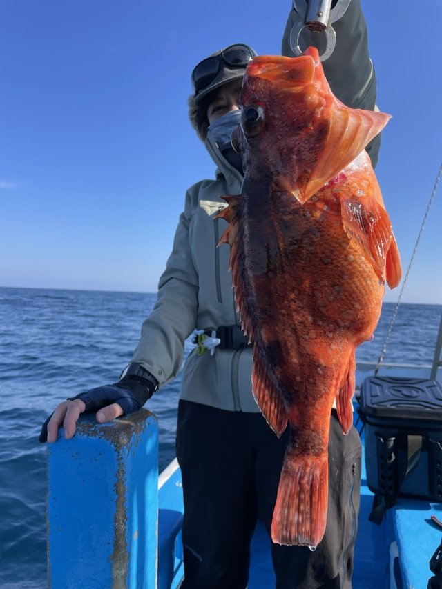 ウッカリカサゴ